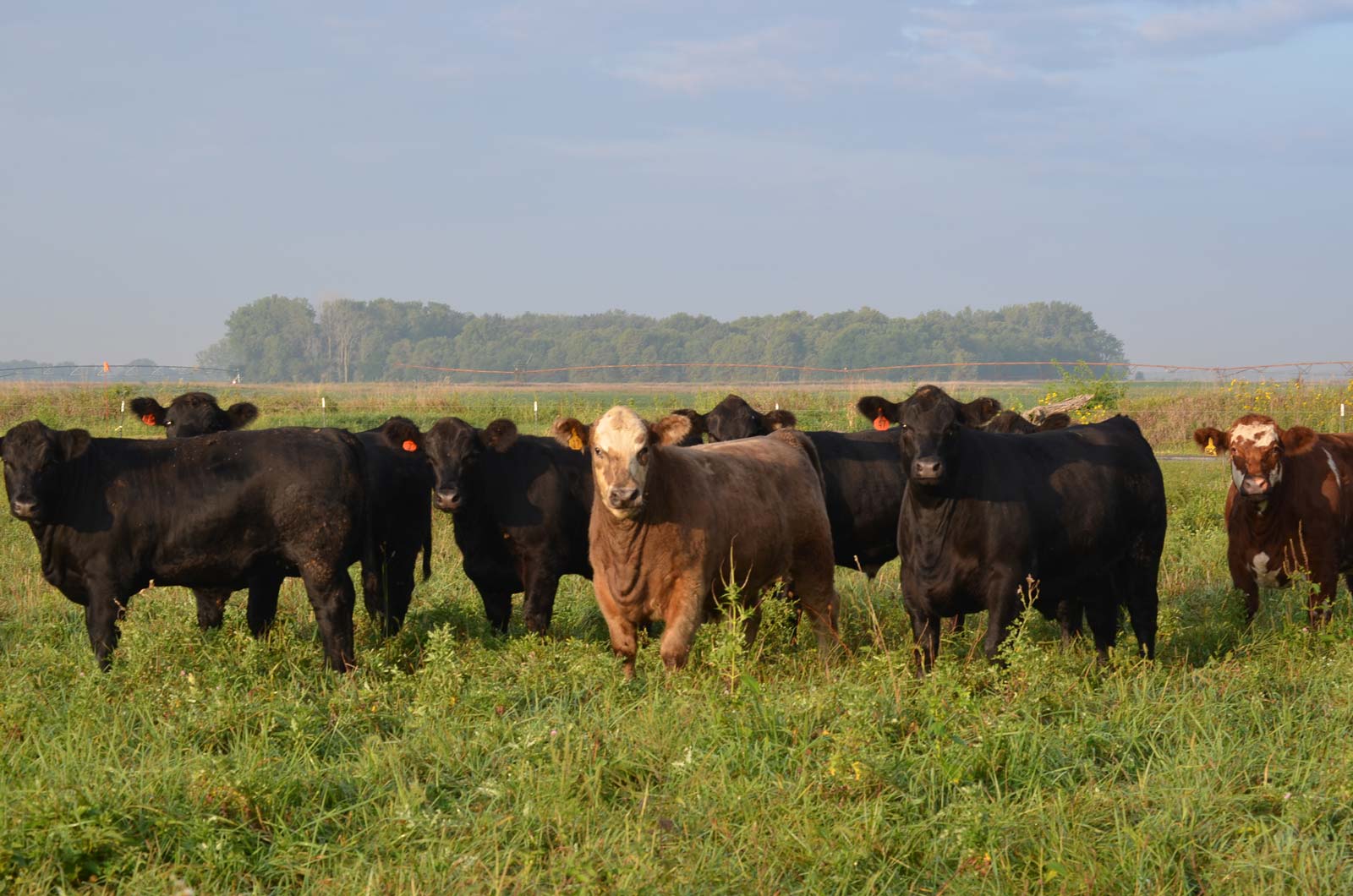 grass-fed-cows.jpg
