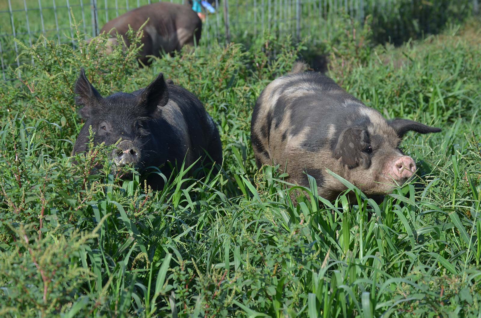 pastured pigs.jpg