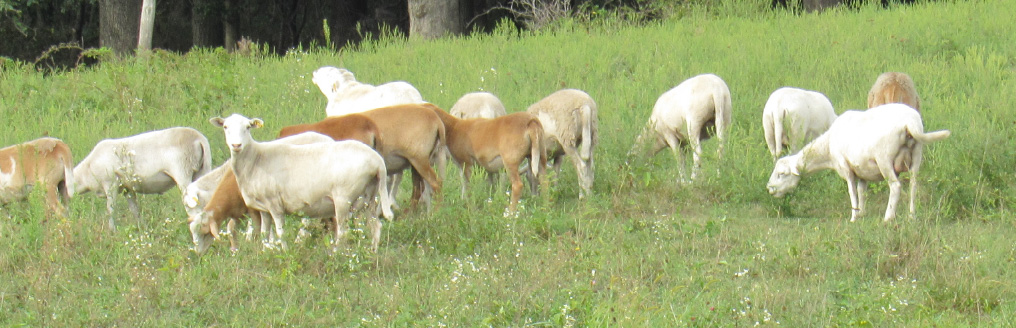 Pastured lamb